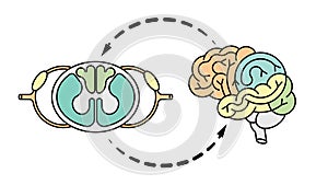 Cns brain and spnal cord photo