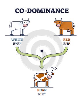 Co-dominance as alleles heterozygote expression inheritance outline diagram photo