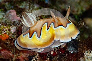 co\'s chromodoris sea slug nudibramch