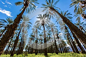 Coachella Palm Trees and Clear Skies