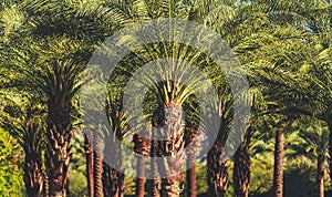 Coachella Valley Palm Trees