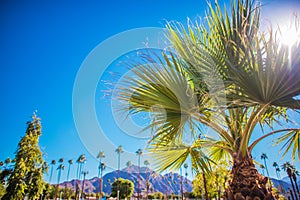 Coachella Valley Vegetation