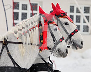 Coachman horses pair carriage ride at a winter snow street