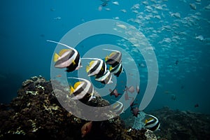 Coachman / Longfin Bannerfish swimming together over the reef.