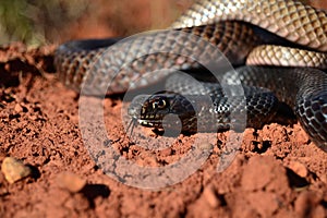 Coachwhip
