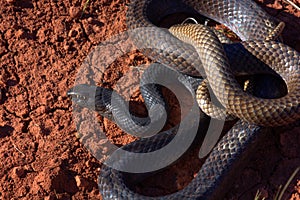 Coachwhip