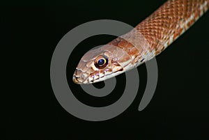 Coachwhip snake photo