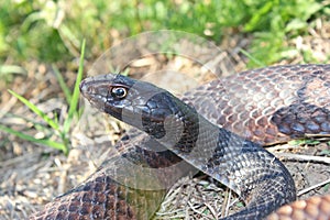 Coachwhip Snake, Masticophis flagellum or Coluber flagellum photo