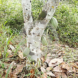 Coaco tree white skin