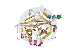 Structure of recombinant coagulation factor beta-XIIa