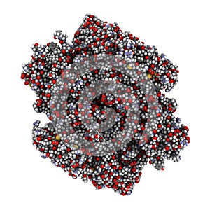 Coagulation factor XIII (FXIII, A subunits), molecular structure. Crosslinks fibrin after activation to FXIIIa by thrombin