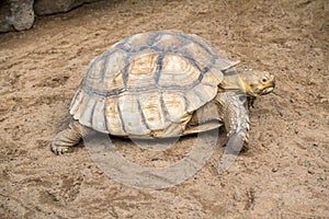 Coahuilan Box Turtle