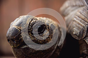 Coahuilan box turtle in the tropic garden. Terrapene Coahuila. Animals