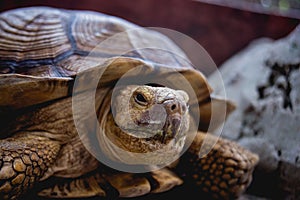 Coahuilan box turtle in the tropic garden. Terrapene Coahuila. Animals