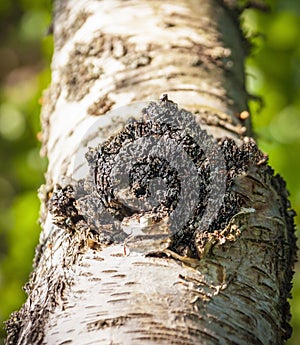 Coal-black birch mushroom chaga or Tinder beveled is species of fungi of the genus Inonotus of the basidiomycetes department