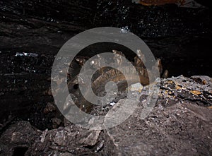 Coal mining shearer photo