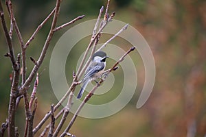 Coal tit