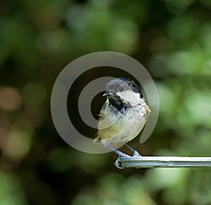 Coal Tit