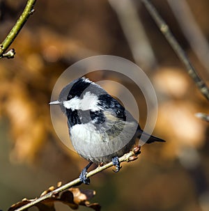 Coal tit