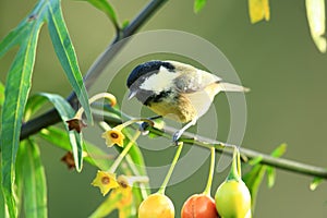 Coal tit.