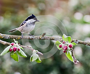Coal Tit on apple tree in spring
