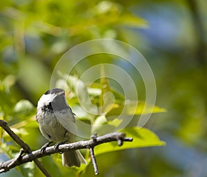 Coal tit bird on a branch
