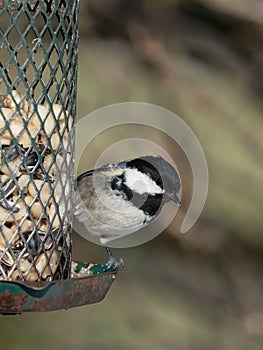 Coal tit on bird feeder