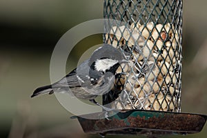 Coal tit on bird feeder