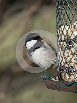 Coal tit on bird feeder