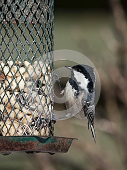Coal tit on bird feeder
