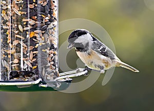 Coal Tit on a bird feeder.