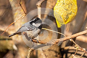 Coal tit bird at the feeder with a tallow ball on a tree branch, in the forest