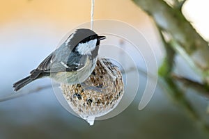 Coal tit bird on nuts seeds in meshed bag. Small passerine on suet treat feeder during winter