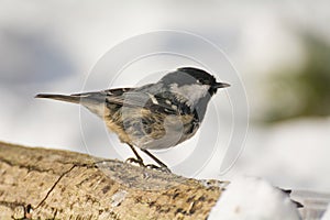 Coal tit