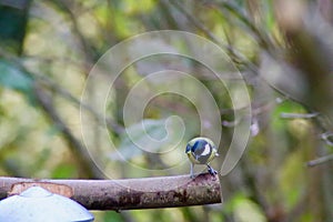 A coal tit on a a branch