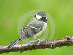 Coal tit on the branch of a tree.