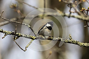 Coal tit on a branch of tree.