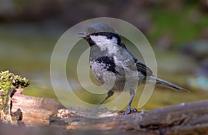 Coal Tit calling loudly near a waterpond