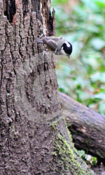 Coal Tit climbing a tree