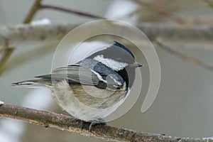 The coal tit or cole tit, (Periparus ater)