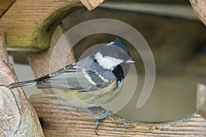 The coal tit or cole tit, (Periparus ater)