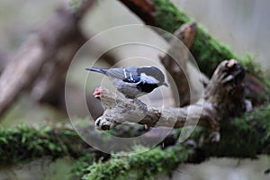 coal tit or cole tit  (Periparus ater) Germany