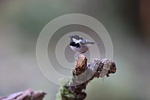 coal tit or cole tit  (Periparus ater) Germany