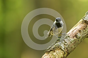 The coal tit or cole tit, (Periparus ater) sitting on the branch