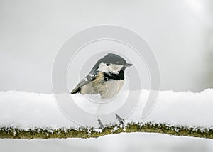 coal tit or cole tit (Periparus ater) is a small passerine bird in the family Paridae.