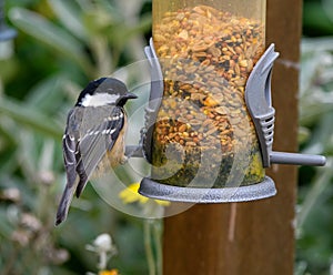 Coal Tit Feeding