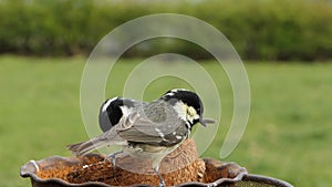 Coal Tit feeding from a Coconut suet shell at bird table