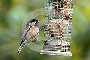 A Coal Tit helps itself at the birdfeeder