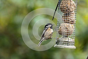 A Coal Tit helps itself at the birdfeeder