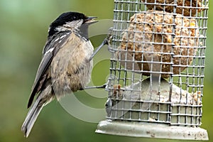 A Coal Tit helps itself at the birdfeeder